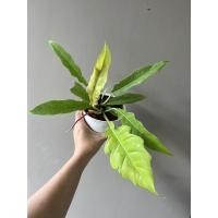 ราคา ฟิโลใบเลื้อยทอง Philodendron Ring of fire Golden ไม้ฟอกอากาศ ไม้มงคล (11533716589)
