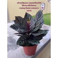 ราคา คล้าเสน่ห์ขุนแผน / ขุนแผนเรียกทรัพย์ (CALATHEA ORNATA) (10520922105)