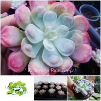 ราคา ต้น Echeveria Rain Drops กระถาง 4 นิ้ว ไม้อวบน้ำ กุหลาบหิน กระบองเพชร Cactus&Succulent (25958658055)