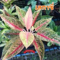 ราคา อโกลนีมา หรือต้นแก้วกาญจนา “เลกาซี” ต้นใหญ่มีหน่อ (20988959788)