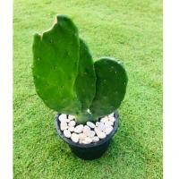 ราคา Sale #ต้นกระบองเพชร #สายพันธุ์โอพันเทีย Opuntia cactus #ใบเสมา #แคคตัส #พันธุ์ไม้หนาม #ต้นไม้วินเทจ #ตกแต่งห้อง (4737233409)