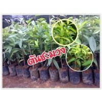 ราคา ต้นชะมวง สวนเขาหมาก ใบเปรี้ยว พืชสวนครัว ผักสวนครัว เด็ดยอด ต้นหมูใบชะมวง ขนาดลำต้นสูง 40-60 ซ.ม. (1 ต้น/แพ็ค) (4346246562)