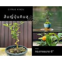 ราคา ส้มญี่ปุ่น คินสุ Kinzu บอนไซ “Citrus Kinzu” กระถาง 6” ไม้ทำบอนไซ บอนไซจิ๋ว (9021182149)