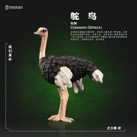 ราคา ที ตอง จําลองสัตว์ของเล่นรุ่นนกกระจอกเทศแอฟริกันลูกนกกระจอกเทศไข่การศึกษาปฐมวัยองค์ความรู้ของขวัญเครื่องประดับ (45302327108)