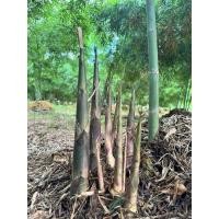 ราคา ท่อนพันธุ์ไม้ไผ่สะดิ้ง ไผ่เลี้ยง 3 ฤดู ออกผลผลิตตลอดทั้งปี สวนตานันภูกระดึง (29061389172)