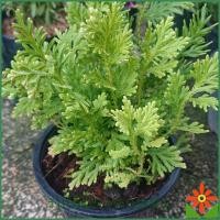 ราคา เฟิร์นกนกนารี ต้นเฟิร์น ไม้ฟอกอากาศ ปลูกง่าย ต้นเฟินกนกนารี (3592130898)