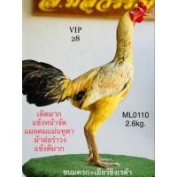 ราคา ไข่ไก่ชน พ่อไก่ ส. มีสุวรรณ เข้าผสมแม่ไก่สายทัพตอแดงโกเซ้มฟาร์ม แพ็คละ1ฟอง (18328591867)