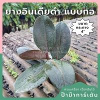 ราคา ต้นยางอินเดียแบบกอ 3 ต้น ในกระถาง 4 นิ้ว (41009876235)