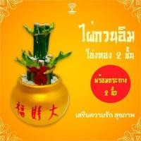 ราคา ไผ่กวนอิมสองชั้น ไม้มงคลงไผ่กวนอิม 2 ชั้น ไผ่กวนอิมเสริมฮวงจุ้ย พร้อมกระถางทอง (1801784643)