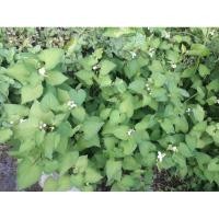 ราคา พลูคาว ต้นพลูคาว คาวตอง พร้อมปลูก20 บาท (7586056995)