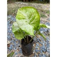 ราคา ออมเงินออมทอง ออมเงินออมทองเเบบชำ ต้นออมเงินออมทอง (13540288638)