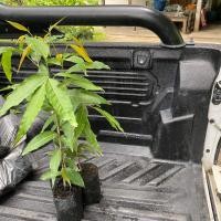 ราคา อโศกอินเดีย (จำนวน 10 ต้น) สูง 50-60 เซนติเมตร (18782224594)