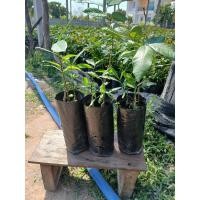 ราคา ต้นผักหวานป่าเพาะเมล็ด 3 ถุง 120 บาท (29124577016)