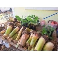 ราคา หน่อกล้วยน้ำว้าพันธุ์เตี้ยพระราชทาน (40976461465)