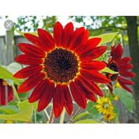 ราคา เมล็ดพันธุ์ทานตะวันสีแดง (4362358752)