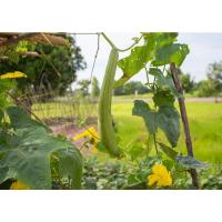 ราคา ต้นพันธุ์ บวบหอม ถุงดำพร้อมปลูก 29 บาท Sponge gourd บวบโบราณ ปลูกง่าย อร่อย กลิ่นหอมหาทานยาก บวบหอม (23665251188)