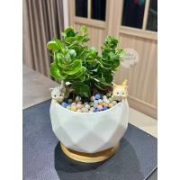 ราคา ต้นมหาเฮง มหาเฮง ในกระถางทรงเพชร 5นิ้ว + ถาดรองไม้ + เม็ดดินเผา + ตุ๊กตาตกเเต่ง ไม้มงคล Minitree89 (22969502844)