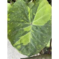 ราคา colocasia lemon lime gecko (14239127450)