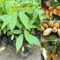 ราคา ต้นโกโก้ ต้นแข็งแรง ต้นพร้อมส่ง (41072560651)