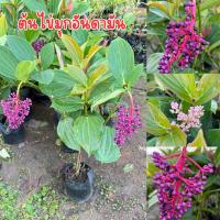 ราคา ต้นไข่มุกอันดามัน พร้อมส่ง สูง50เซน (44478521588)