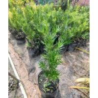 ราคา ต้นสนใบพายญี่ปุ่น สนใบพายลิ้นนก ต้นสูง 40-60 ซม. (26967626643)