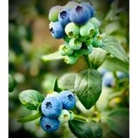 ราคา The Emerald Blueberry ต้น บลูเบอรี่ เอ็มเมอรัล สายพันธุ์นำเข้าจาก แคลิฟอร์เนีย ต้นใหญ่ พร้อมติดดอก ออกผล (27629658370)