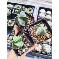 ราคา Astrophytum myriostigmaไมริโอ กระถาง2 นิ้ว 2 ต้น19 บาท (20196287971)