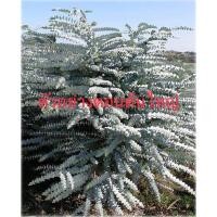 ราคา ต้นยูคาลิปตัสใบกลมเพาะจากเมล็ด (ต้นไม้จริง) Eucalyptus baby blue E.Pulverulenta (19672335925)