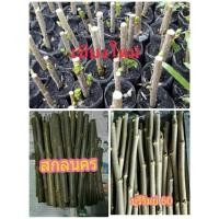 ราคา กิ่งหม่อน 3 พันธุ์ เชียงใหม่ สกลนคร บุรีรัมย์ ชุดละ 12 กิ่ง (42208813387)