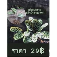 ราคา คล้าม้าลายแคระแบ่งหน่อขาย 29฿ มีราคาขายส่ง (10214723070)
