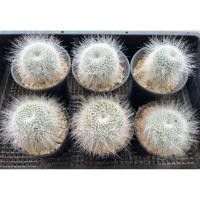 ราคา แมมซุปเปอร์บาร์ ชำหน่อ (23079492182)
