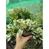 ราคา พลูงาช้าง พลูด่างงาช้าง พลูงาช้างพร้อมส่ง (19726350023)