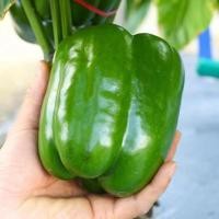 ราคา （สินค้าพร้อมส่ง）พริกยักษ์หวาน เมล็ดพันธุ์พริกยักษ์หวาน 500 เมล็ด ปลูกง่าย โตไว ผลดก (47754116652)