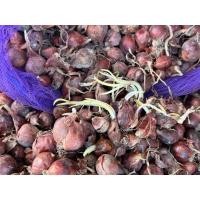 ราคา พันธุ์หัวหอมศรีสะเกษ หอมแดง สำหรับปลูก สวยแบบไม่ตัดจุก มีคู่มือการปลูก [ 10 แถม 1 คละได้] (25922720499)