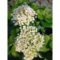 ราคา ต้นไฮเดรนเยียแม่ฟ้าหลวงกระถาง 8 นิ้ว (48857407842)