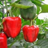 ราคา เมล็ดพริกหวานคละสี สีเหลืองแดงเขียว - Golden California Pepper 50 , 100 เมล็ด (6623705281)