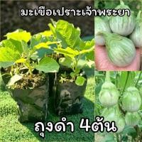 ราคา ต้นมะเขือเปราะเจ้าพระยา(ถุงดำ4ต้น) ต้นใหญ่พร้อมปลูก ต้นมะเขือเจ้าพระยา ผักสวนครัว (46003234983)