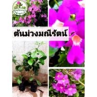 ราคา ต้นม่วงมณีรัตน์ ไม้เลื้อยดอกสวย (25163553712)