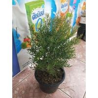 ราคา สนหอมไล่ยุง กระถาง5นิ้ว (29556170127)