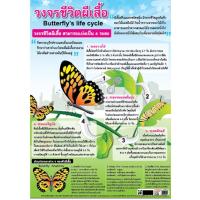 ราคา โปสเตอร์เรื่องวงจรชีวิตผีเสื้อ #EQ-138 โปสเตอร์กระดาษ โปสเตอร์สื่อการเรียนการสอน (7633282173)