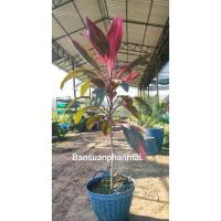 ราคา ต้นหมากผู้หมากเมีย พันธุ์แดงสยาม ต้นสูง 120-140 ซม. ไม้เลี้ยงเข่ง 15 นิ้ว (46654677084)