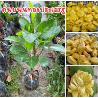 ราคา ต้นขนุนทองประเสริฐ ทาบกิ่ง พร้อมส่ง พร้อมปลูก (40505404205)