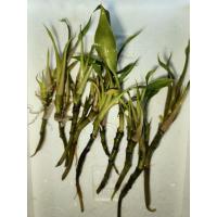 ราคา ว่านใบพายใส่โหลปลากัด (42204891442)