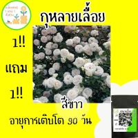 ราคา 1แถม1 !! ทั้งร้าน เมล็ดพันธุ์ กุหลาบเลื้อย กุหลาบ สีขาว (เมล็ดพันธุ์ปลูกต่อได้) White Rose Seed ปลูกในไทยได้ ดอกกุหลาบ (25358156700)