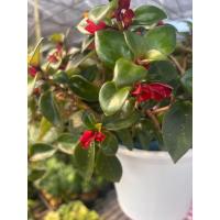 ราคา ต้นปลาทองสีส้ม(Nematanthus gregarius)ตระกูลเดียวกับแอฟริกันไวโอเลต (African violets)ลิปสติกแพลนท์ (lipstick plants) (43124142989)