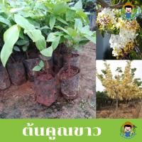 ราคา ต้นคูณขาว ไม้ดอกหอม เป็นไม้มงคล (14791544352)