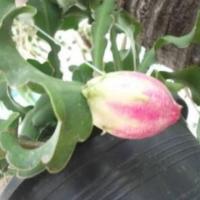 ราคา แก้วมังกรแคระ ไม้รำไร (24487299195)