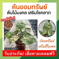 ราคา ออมทรัพย์ ไม้มงคลเรียกทรัพย์ (แถมหินโรย!) ต้นออมทรัพย์ ออมคริสมาสต์ ต้นไม้ฟอกอากาศ กระถาง 4 นิ้ว เลี้ยงง่าย ประดับบ้าน (13763346768)