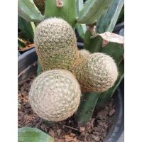 ราคา Mammillaria lenta แมมแลนต้าหน่อเด็ดสดค่ะ (16989438056)