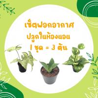 ราคา โปร 2.2 เซ็ตฟอกอากาศ ปลูกในห้องนอน (1 ชุด = 3 ต้น) พลูด่าง ลิ้นมังกร เงินไหลมา ต้นไม้มงคล ต้นไม้ฟอกอากาศ สดชื่ (20707422159)